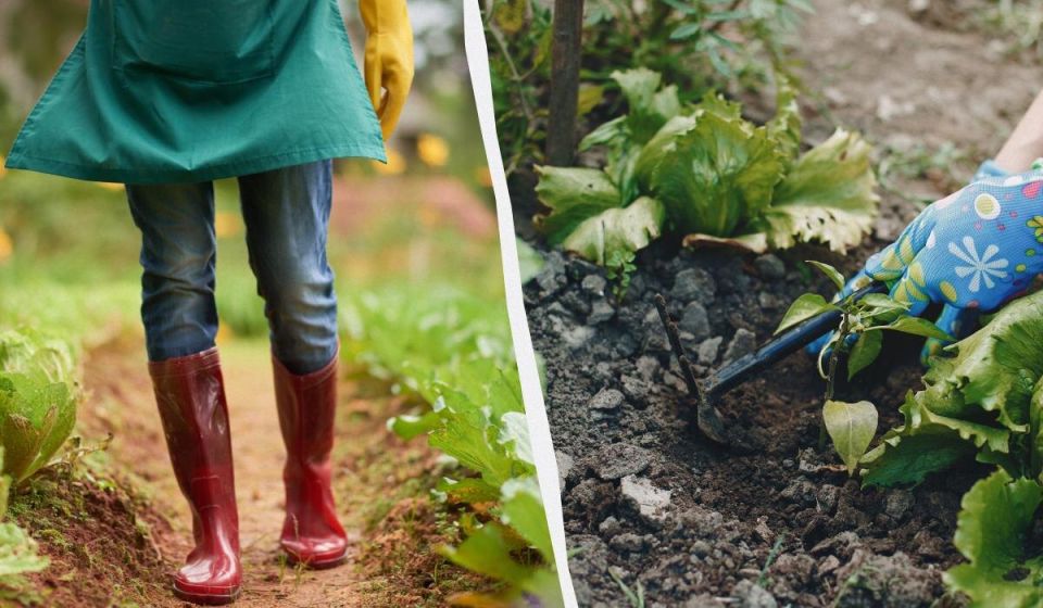 Неподходящие культуры после горчицы: в чем дело?