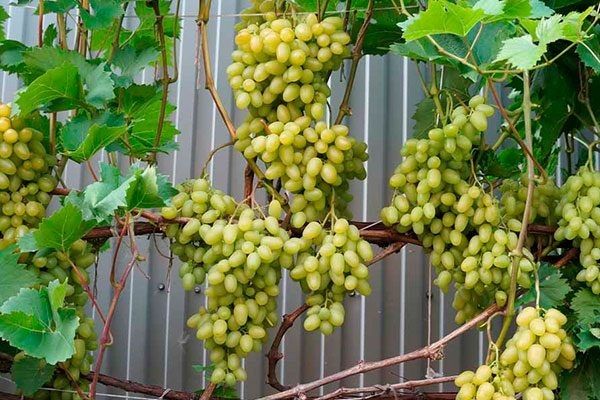 Виноград Аркадия: секреты успеха и тонкости ухода
