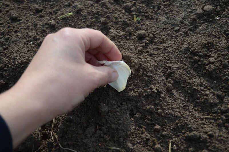 Как правильно подготовить грядки к посадке озимого чеснока в 2025 году