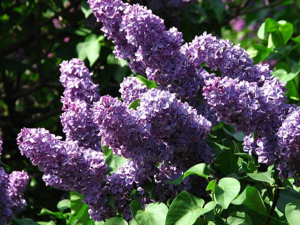 Сирень: весеннее волшебство и полезное украшение для вашего сада