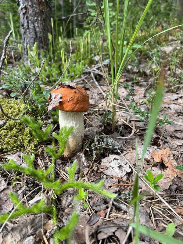 От фермерского стола до высокой кухни: как локальные продукты меняют гастрономию