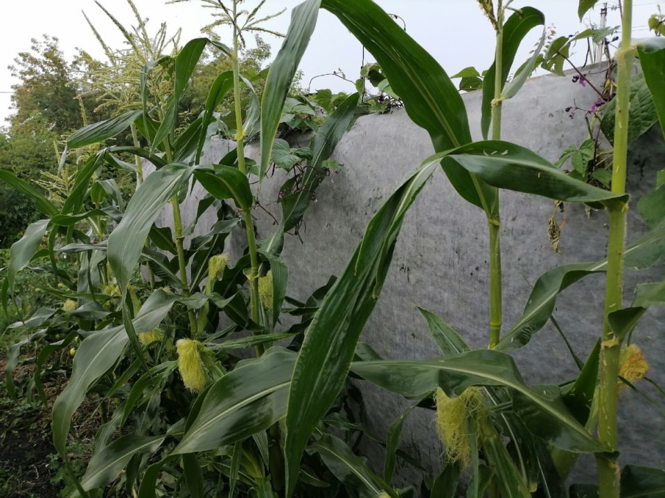 Когда кукуруза готова к сбору: секреты идеального урожая и советы по варке