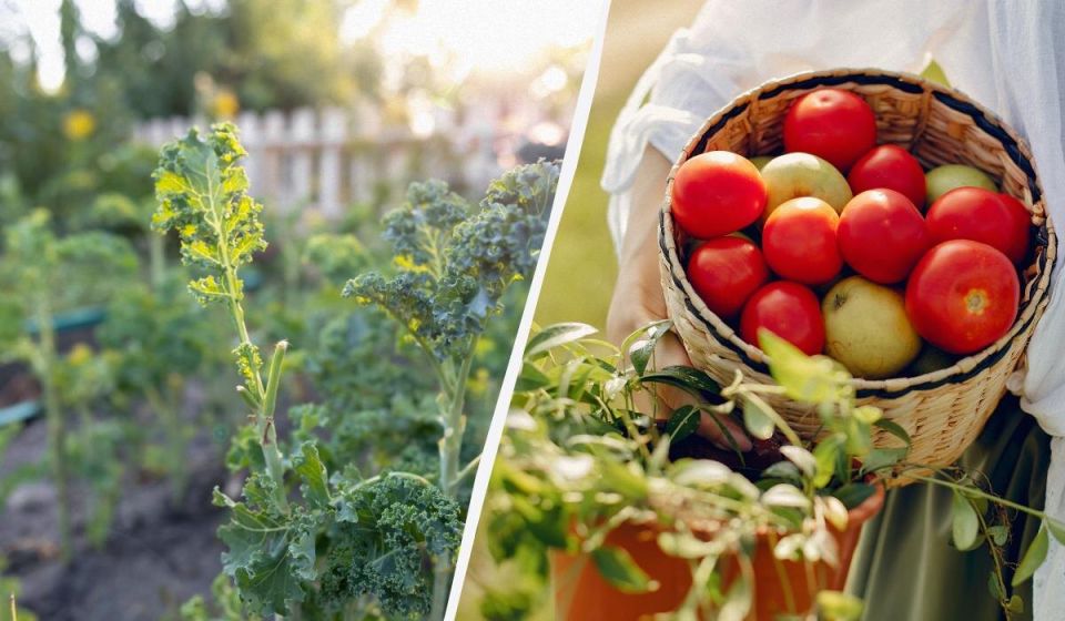 Соседство, которое может погубить ваш урожай