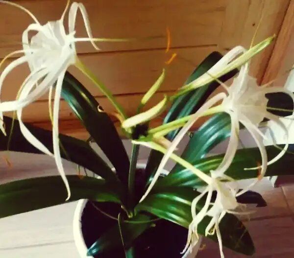 Гименокаллис: как довершить тропическую атмосферу в вашем доме