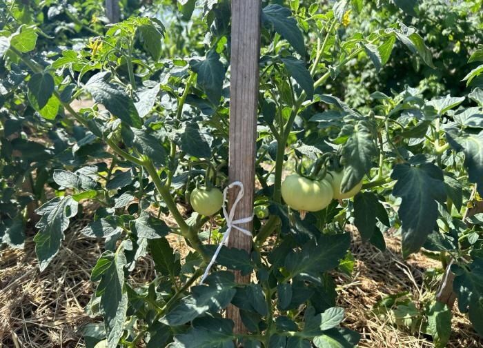 Как заставить помидоры поспеть быстрее: 6 простых советов для садоводов