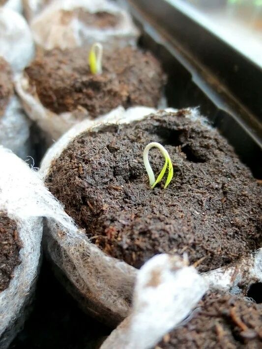 Забудьте о модных методах подготовки семян: Эксперты разоблачают мифы