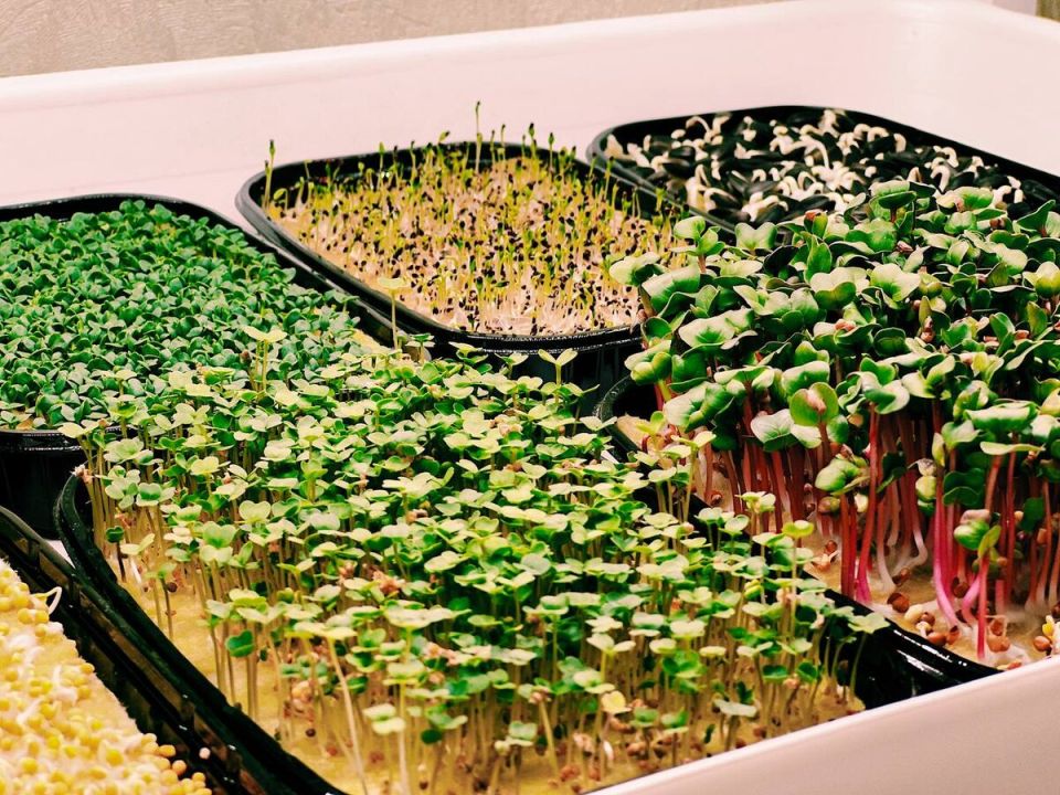 Микрозелень: почему стоит добавить эти суперфуды в свой рацион каждый день