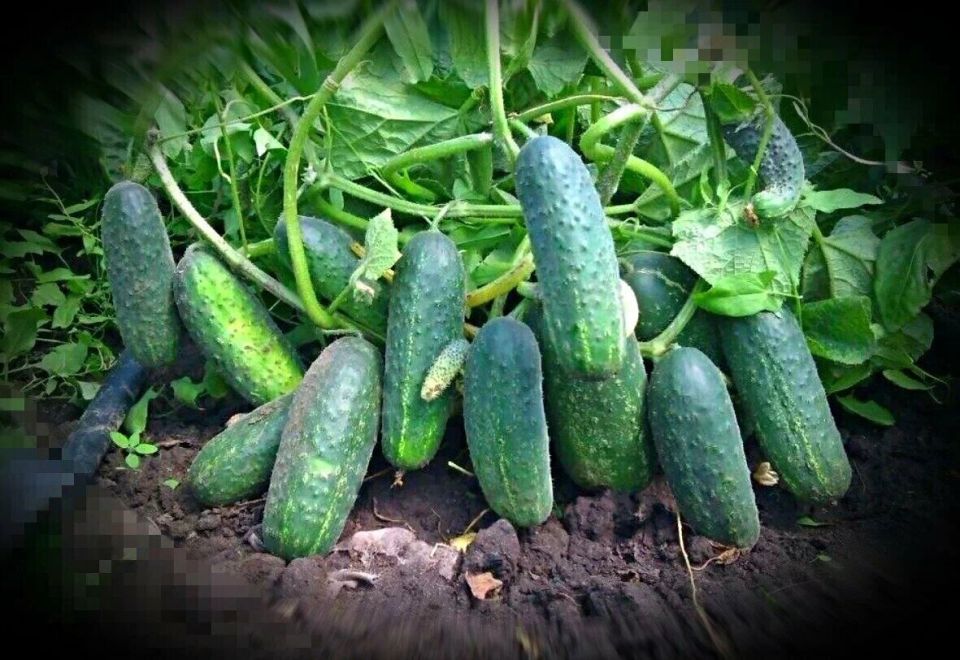 Секреты успешного полива огурцов: как сохранить урожай в жару