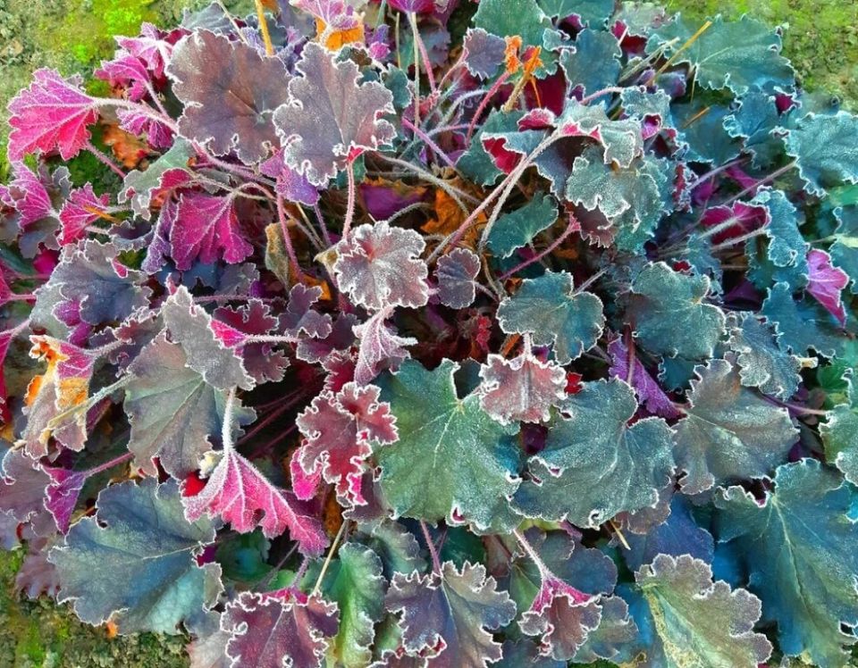 Как правильно пережить зиму: многолетние растения, которые не нуждаются в обрезке