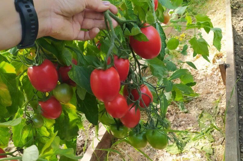 Овощной праздник: самые урожайные сорта помидоров для вашего огорода