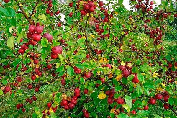 Сорт яблони Китайка Керр: идеальный выбор для русских садоводов