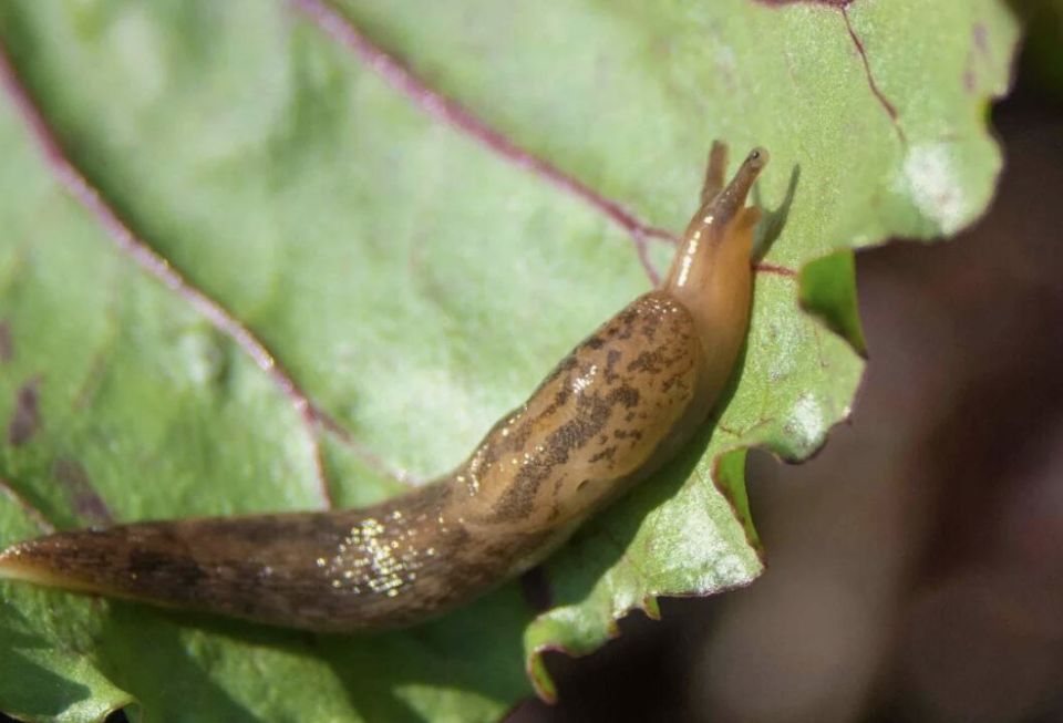 Эффективные методы борьбы со слизнями: как защитить свой огород