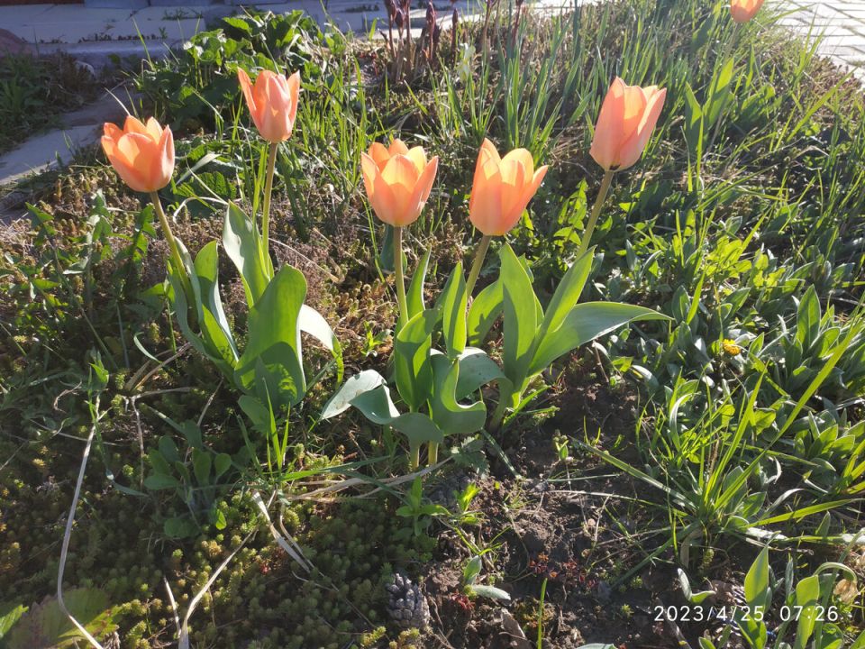8 марта: Праздник весны, красоты и женского обаяния