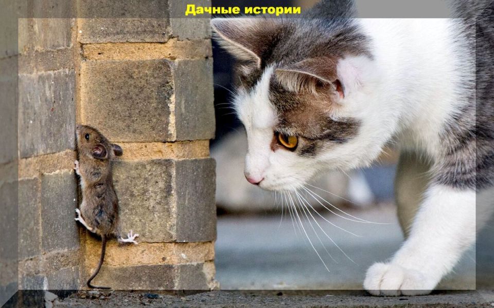 Эффективные стратегии борьбы с мышами: от растений до репеллентов