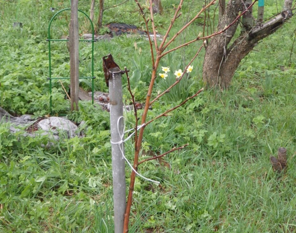 Как защитить деревья от зимних атак грызунов и спасти поврежденные растения