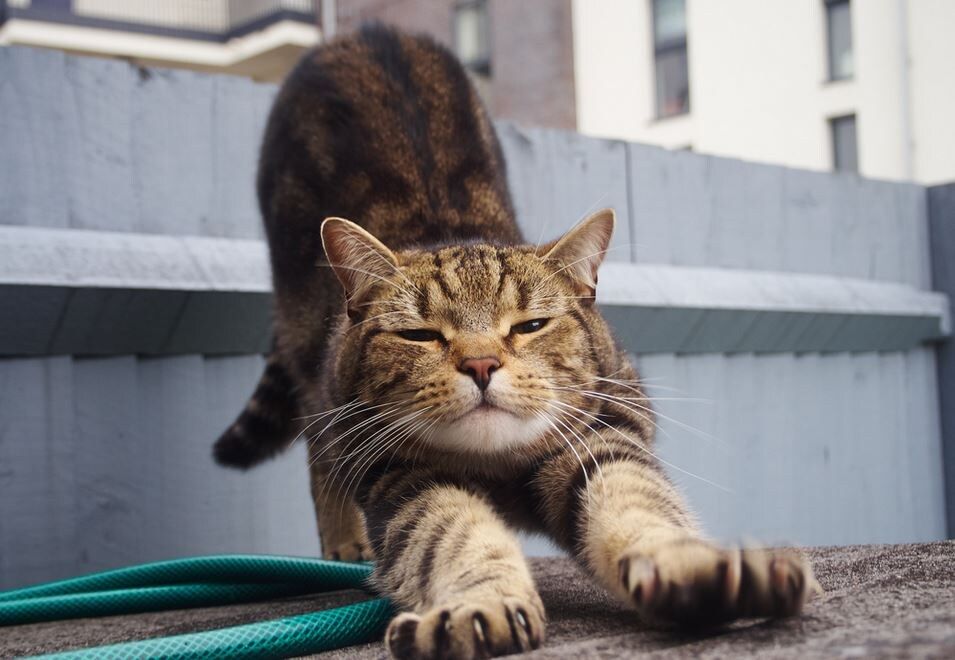 Как сохранить уют в доме с пушистым другом: секреты ухода за кошками