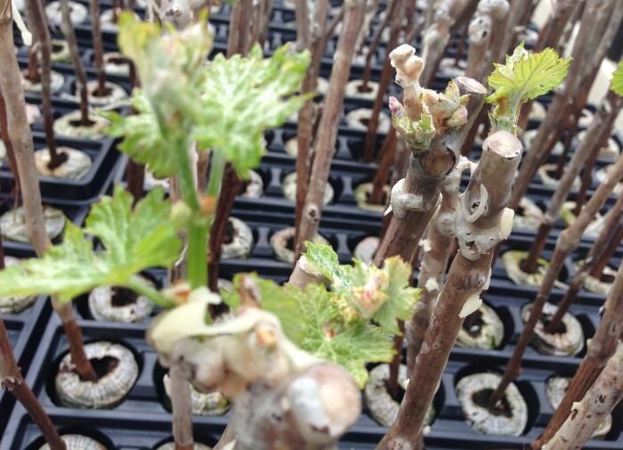 Как выбрать идеальные саженцы для вашего сада: советы и секреты успеха