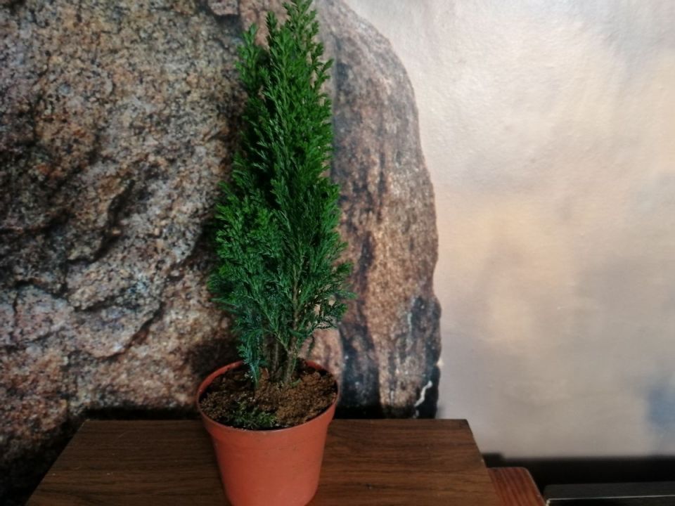 Комнатная елка в новогоднем интерьере: история спасения хамеципариса