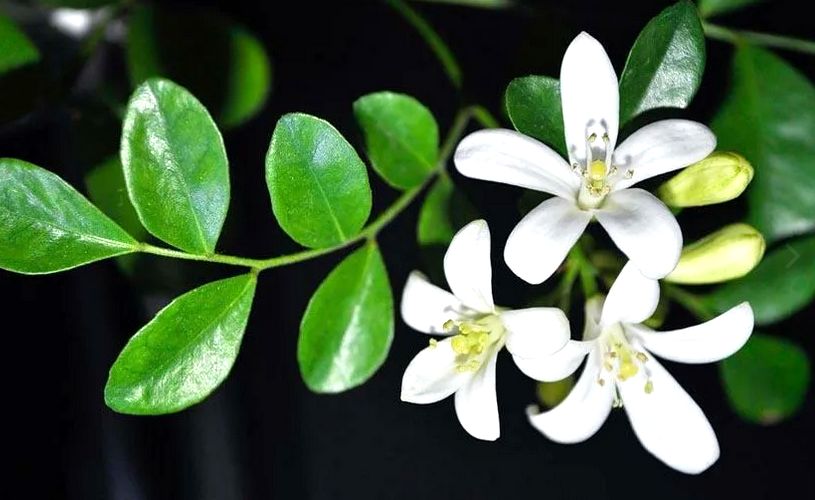 Бергамот: как этот уникальный фрукт помогает в повседневной жизни