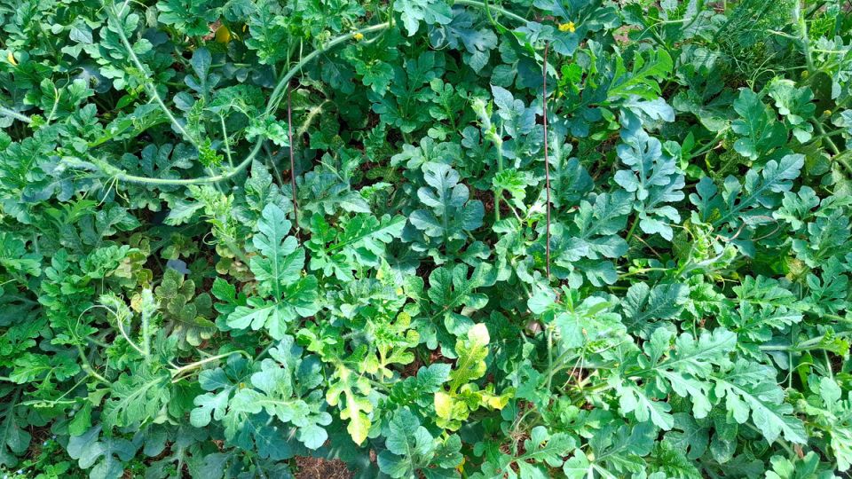 Наполненные солнцем грядки: арбузный урожай 2025 года