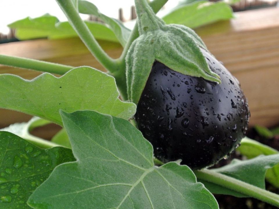 Баклажаны: от классики до экзотики – удивительные сорта для любого огорода