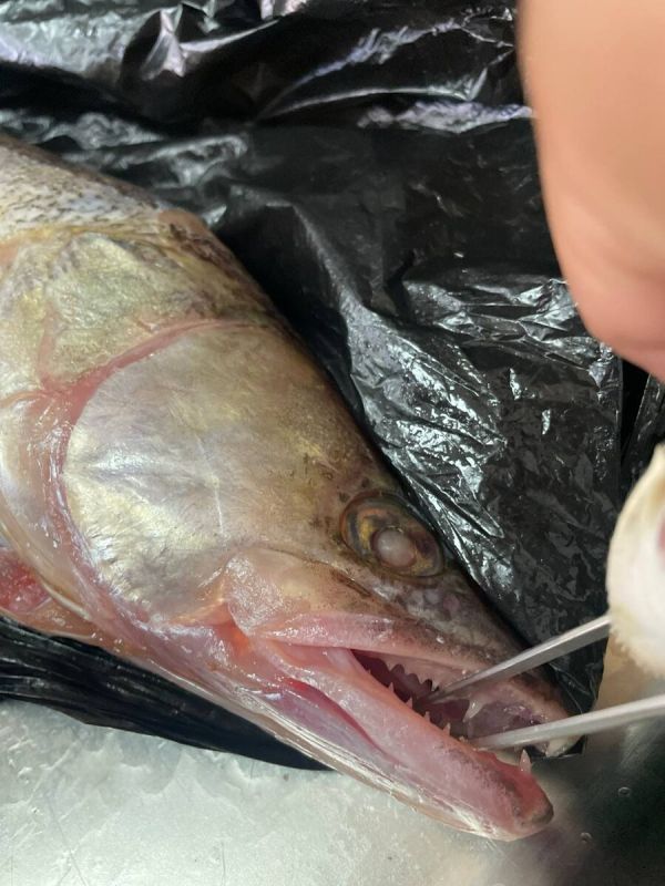 Нежный вкус щуки: секреты приготовления с лимонной солью и свежими овощами