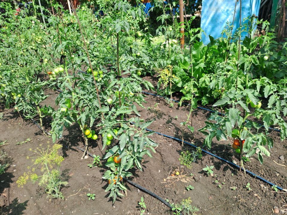 Как урожайные годы сменяются сезонными разочарованиями на огороде