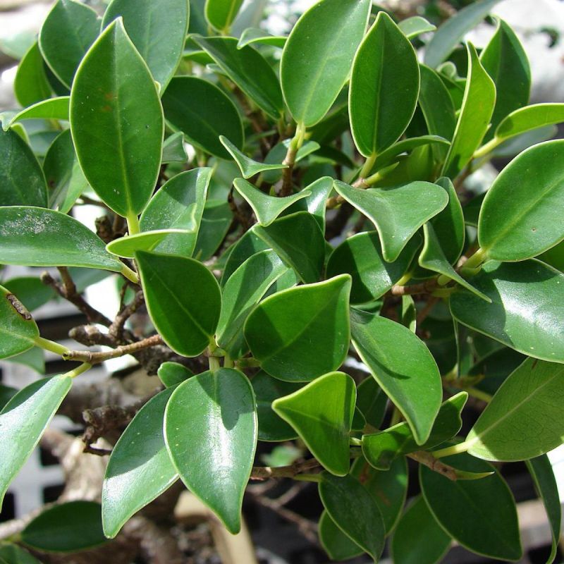 Фикус: достоинства и уход