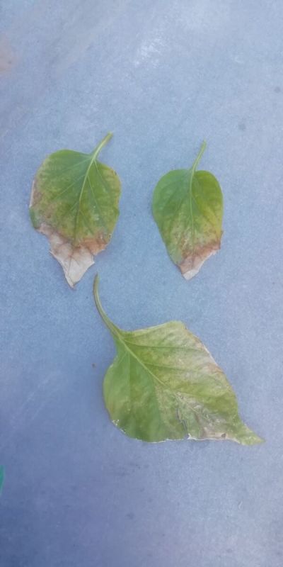 Как поднять здоровье перцев после похолодания? Советы агронома