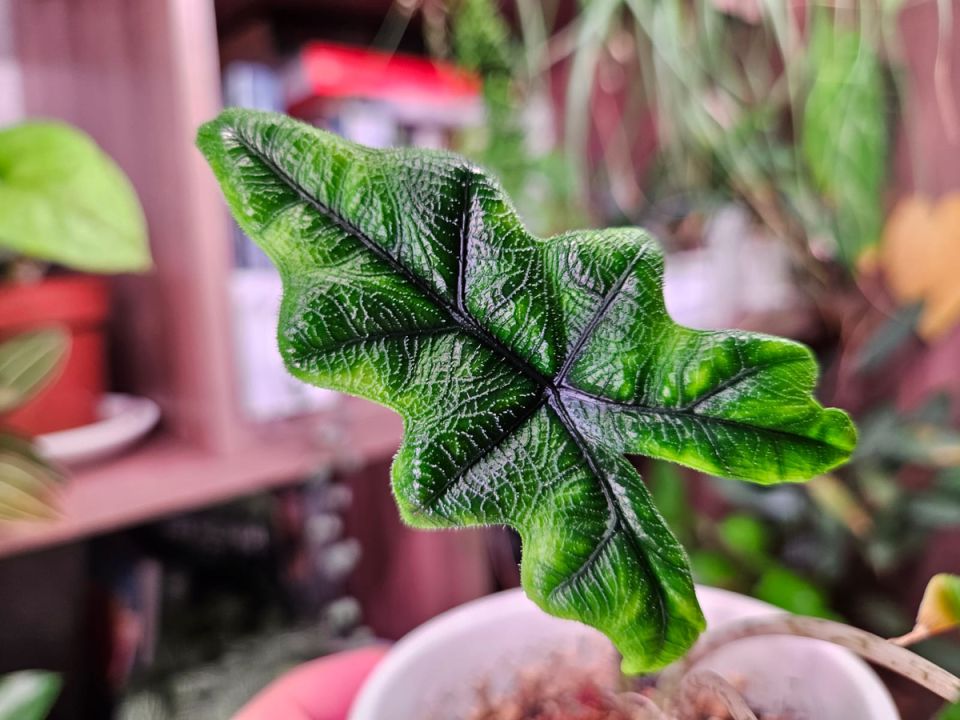 Пять признаков, которые отличают опытного цветовода от новичка