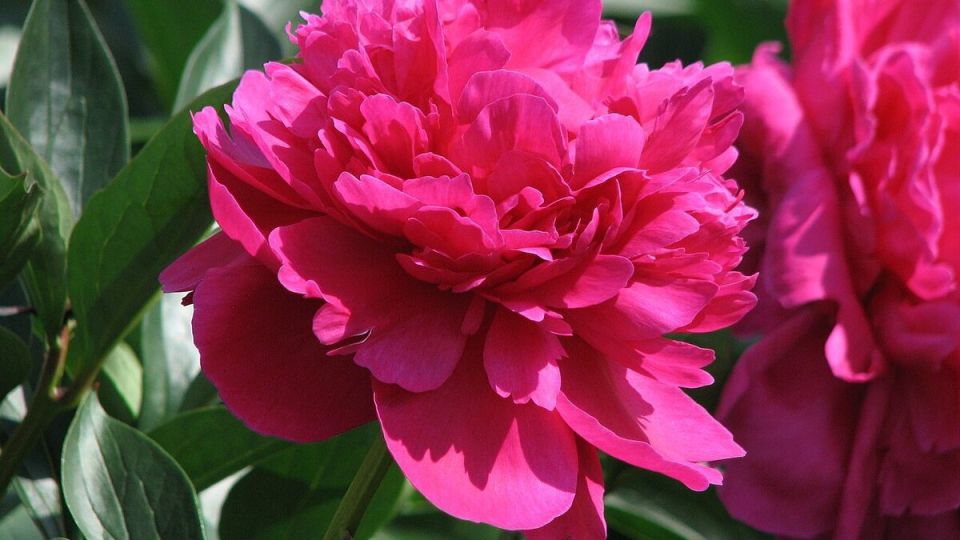 Как сохранить здоровье пионов: основные болезни и способы борьбы с ними