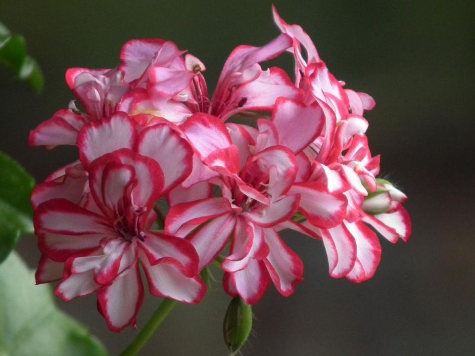 Как создать цветущий рай на балконе с помощью дрожжевого удобрения