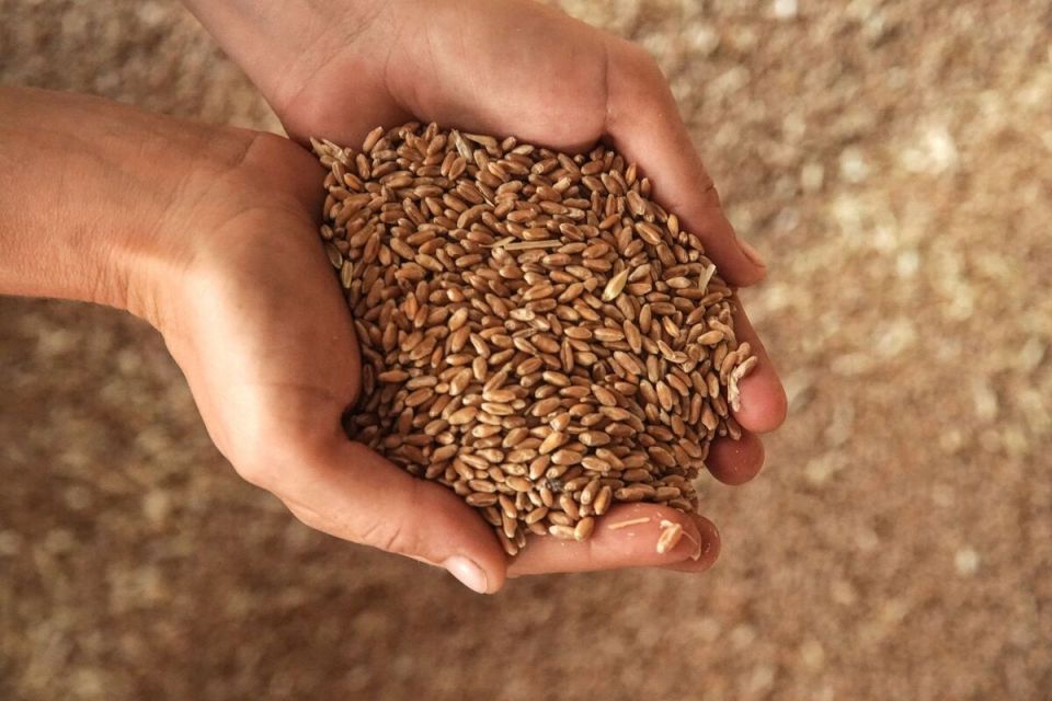 Армения меняет курс: зерно из Украины вместо российских поставок?