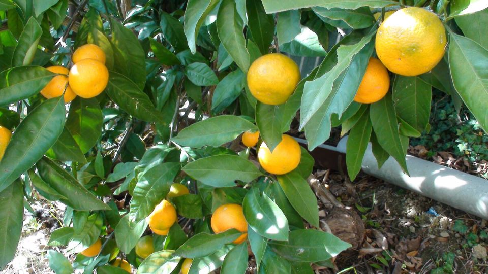 Как правильно подкармливать цитрусовые для сладких и сочных плодов