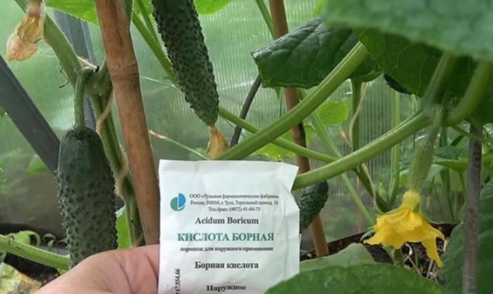 Борная кислота: мощное средство для защиты огурцов