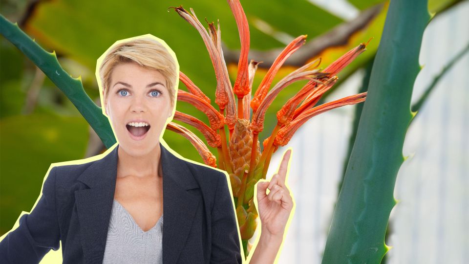 Алое поразит вас своим цветением: вот что нужно сделать