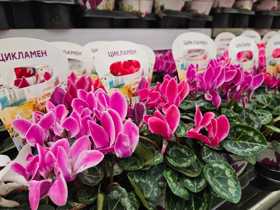 Топ-7 беспроблемных растений для вашего дома: ухаживайте без хлопот