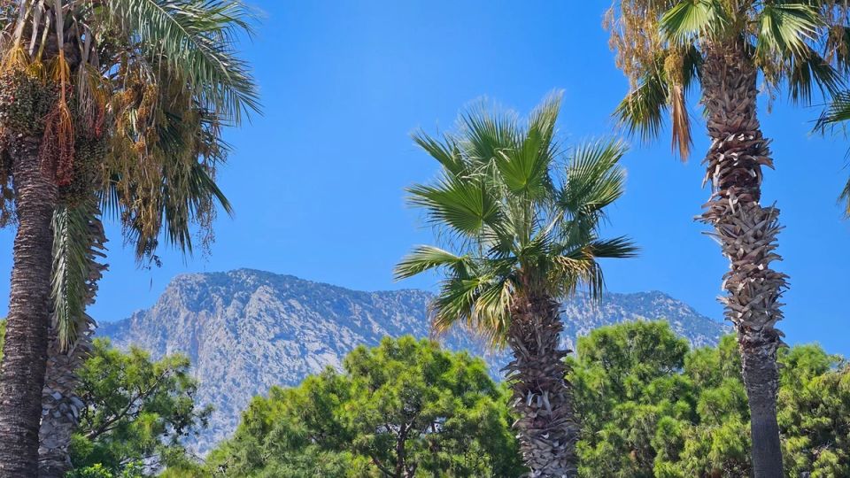 Как краденые черенки стали завидным ботаническим уловом