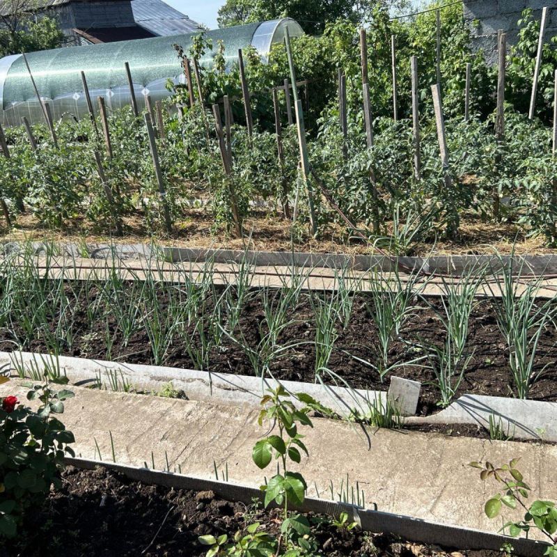 Умная агрономия: преимущества фацелии для вашей почвы