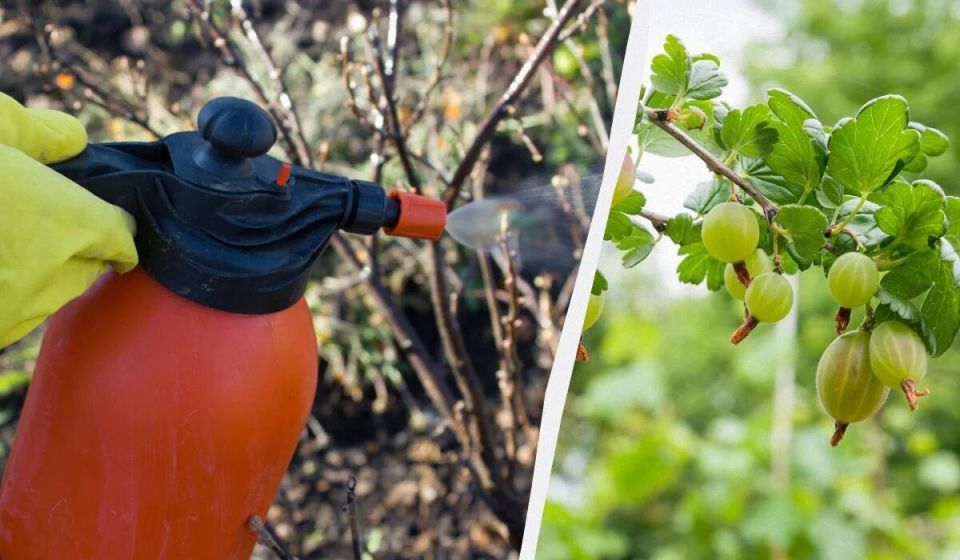 Советы по обработке крыжовника весной: натуральные рецепты для успешного урожая