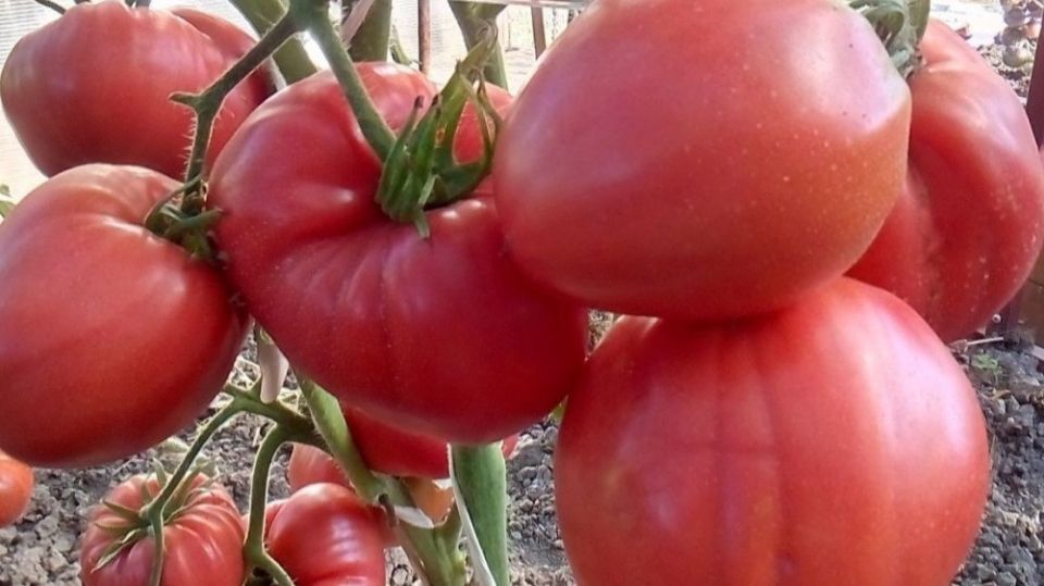 Топовые крупноплодные томаты: выбираем лучшие сорта для вашего сада