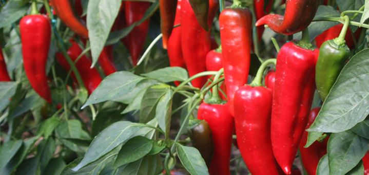 Сладкие перцы для вашего огорода: 11 сортов для успешного урожая