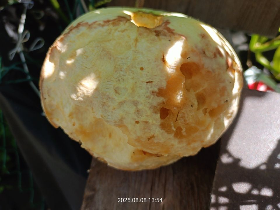 Слизни атакуют: неожиданный налет на тыквы в августе 2025 года