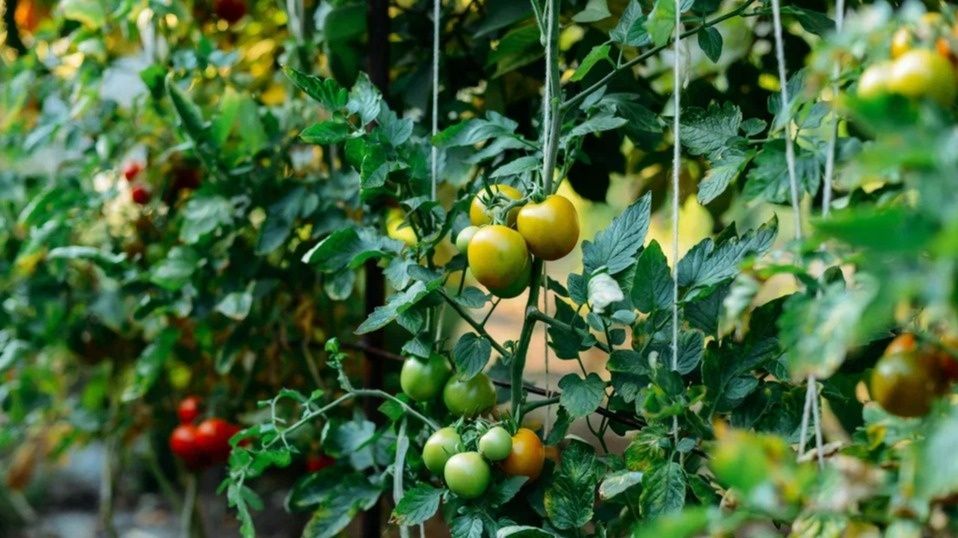 Революция в выращивании томатов: как избавиться от подвязок и получить максимальный урожай
