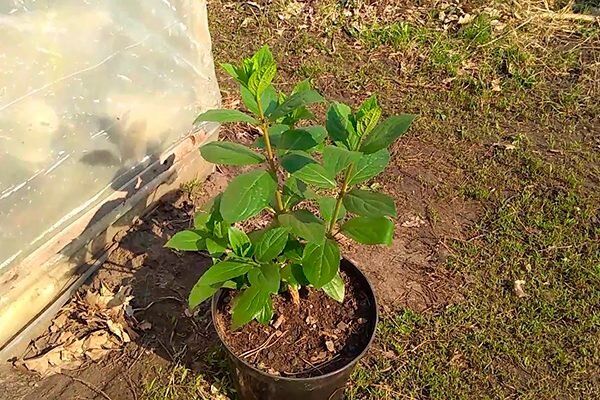 Главные советы по посадке гортензии в открытом грунте