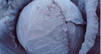 Краснокочанная капуста: уникальные характеристики и преимущества