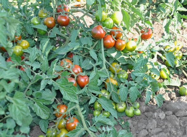 Фитофтора подкрадывается: как защитить свои томаты от коварной болезни