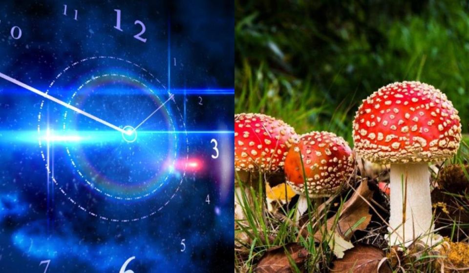 Грибы и гороскоп: как знак зодиака определяет вашу грибную сущность