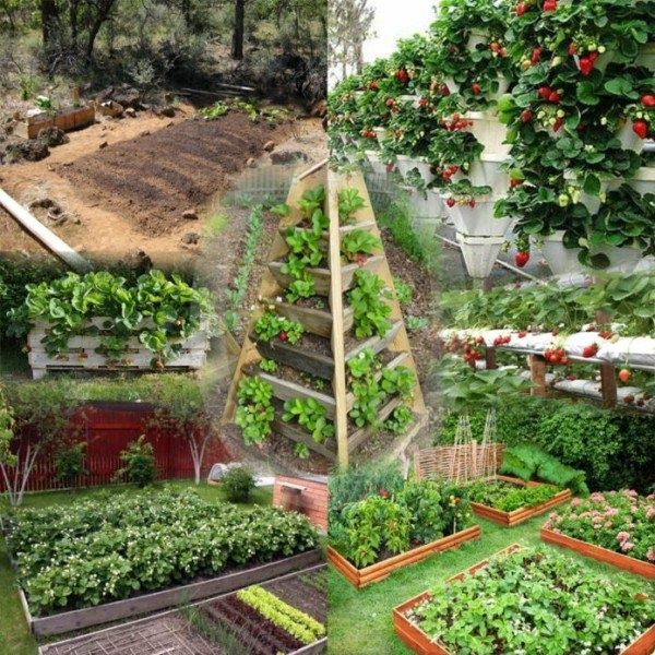 Как выбрать идеальное место для посадки клубники: все секреты и советы