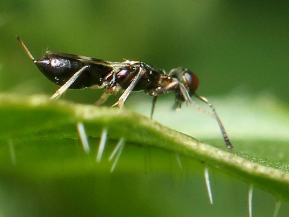 Не только птицы: невероятные союзники в защите урожая